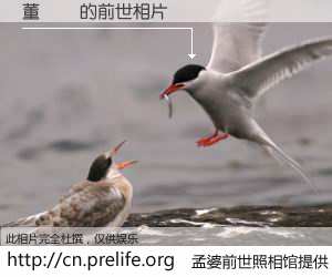 #孟婆前世照相馆# 【董昳芃 的前世相片】我们都曾从奈何桥上走过，喝下三碗忘川之水烹煮的孟婆汤，忘却了前尘旧事。孟婆前世照相馆，保存着你前世的数码相片。董昳芃 的前世相片，有图有真相：