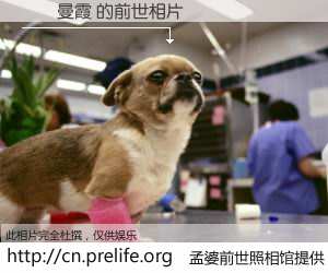 #孟婆前世照相馆# 【蕭來曼霞 的前世相片】我们都曾从奈何桥上走过，喝下三碗忘川之水烹煮的孟婆汤，忘却了前尘旧事。孟婆前世照相馆，保存着你前世的数码相片。蕭來曼霞 的前世相片，有图有真相：