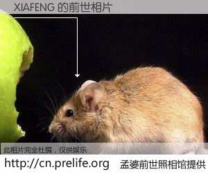 #孟婆前世照相馆# 【XIAFENG 的前世相片】我们都曾从奈何桥上走过，喝下三碗忘川之水烹煮的孟婆汤，忘却了前尘旧事。孟婆前世照相馆，保存着你前世的数码相片。XIAFENG 的前世相片，有图有真相：