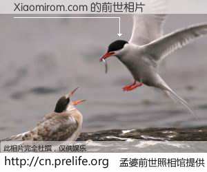 #孟婆前世照相馆# 【Xiaomirom.com 的前世相片】我们都曾从奈何桥上走过，喝下三碗忘川之水烹煮的孟婆汤，忘却了前尘旧事。孟婆前世照相馆，保存着你前世的数码相片。Xiaomirom.com 的前世相片，有图有真相：