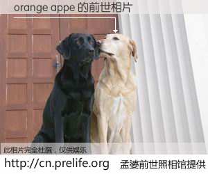 #孟婆前世照相馆# 【orange appe 的前世相片】我们都曾从奈何桥上走过，喝下三碗忘川之水烹煮的孟婆汤，忘却了前尘旧事。孟婆前世照相馆，保存着你前世的数码相片。orange appe 的前世相片，有图有真相：