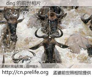 #孟婆前世照相馆# 【ding 的前世相片】我们都曾从奈何桥上走过，喝下三碗忘川之水烹煮的孟婆汤，忘却了前尘旧事。孟婆前世照相馆，保存着你前世的数码相片。ding 的前世相片，有图有真相：