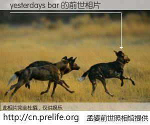 #孟婆前世照相馆# 【yesterdays bar 的前世相片】我们都曾从奈何桥上走过，喝下三碗忘川之水烹煮的孟婆汤，忘却了前尘旧事。孟婆前世照相馆，保存着你前世的数码相片。yesterdays bar 的前世相片，有图有真相：