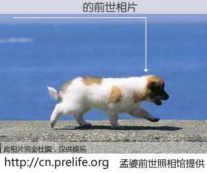 #孟婆前世照相馆# 【������ 的前世相片】我们都曾从奈何桥上走过，喝下三碗忘川之水烹煮的孟婆汤，忘却了前尘旧事。孟婆前世照相馆，保存着你前世的数码相片。������ 的前世相片，有图有真相：