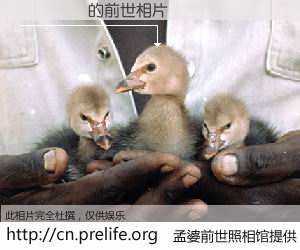 #孟婆前世照相馆# 【Ƚϼ 的前世相片】我们都曾从奈何桥上走过，喝下三碗忘川之水烹煮的孟婆汤，忘却了前尘旧事。孟婆前世照相馆，保存着你前世的数码相片。Ƚϼ 的前世相片，有图有真相：