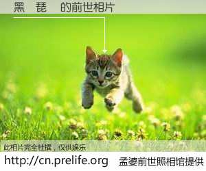 #孟婆前世照相馆# 【黑臉琵鷺 的前世相片】我们都曾从奈何桥上走过，喝下三碗忘川之水烹煮的孟婆汤，忘却了前尘旧事。孟婆前世照相馆，保存着你前世的数码相片。黑臉琵鷺 的前世相片，有图有真相：