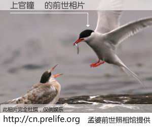 #孟婆前世照相馆# 【上官瞳玥 的前世相片】我们都曾从奈何桥上走过，喝下三碗忘川之水烹煮的孟婆汤，忘却了前尘旧事。孟婆前世照相馆，保存着你前世的数码相片。上官瞳玥 的前世相片，有图有真相：