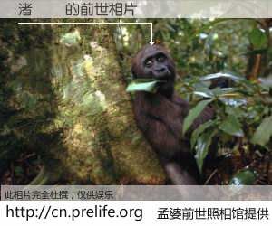 #孟婆前世照相馆# 【渚濆 的前世相片】我们都曾从奈何桥上走过，喝下三碗忘川之水烹煮的孟婆汤，忘却了前尘旧事。孟婆前世照相馆，保存着你前世的数码相片。渚濆 的前世相片，有图有真相：