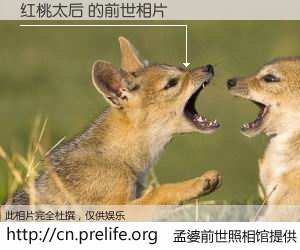 #孟婆前世照相馆# 【红桃太后 的前世相片】我们都曾从奈何桥上走过，喝下三碗忘川之水烹煮的孟婆汤，忘却了前尘旧事。孟婆前世照相馆，保存着你前世的数码相片。红桃太后 的前世相片，有图有真相：