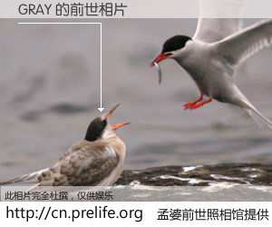 #孟婆前世照相馆# 【GRAY 的前世相片】我们都曾从奈何桥上走过，喝下三碗忘川之水烹煮的孟婆汤，忘却了前尘旧事。孟婆前世照相馆，保存着你前世的数码相片。GRAY 的前世相片，有图有真相：