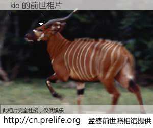 #孟婆前世照相馆# 【kio 的前世相片】我们都曾从奈何桥上走过，喝下三碗忘川之水烹煮的孟婆汤，忘却了前尘旧事。孟婆前世照相馆，保存着你前世的数码相片。kio 的前世相片，有图有真相：