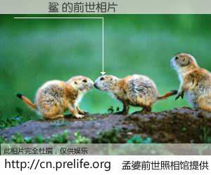 #孟婆前世照相馆# 【���鲨 的前世相片】我们都曾从奈何桥上走过，喝下三碗忘川之水烹煮的孟婆汤，忘却了前尘旧事。孟婆前世照相馆，保存着你前世的数码相片。���鲨 的前世相片，有图有真相：