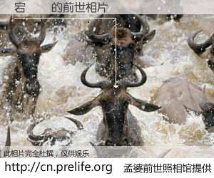 #孟婆前世照相馆# 【宕斿啗 的前世相片】我们都曾从奈何桥上走过，喝下三碗忘川之水烹煮的孟婆汤，忘却了前尘旧事。孟婆前世照相馆，保存着你前世的数码相片。宕斿啗 的前世相片，有图有真相：