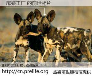 #孟婆前世照相馆# 【屠婊工厂 的前世相片】我们都曾从奈何桥上走过，喝下三碗忘川之水烹煮的孟婆汤，忘却了前尘旧事。孟婆前世照相馆，保存着你前世的数码相片。屠婊工厂 的前世相片，有图有真相：