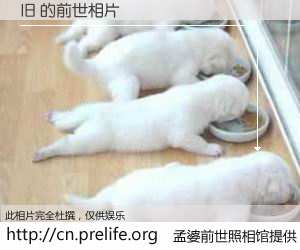 #孟婆前世照相馆# 【旧 的前世相片】我们都曾从奈何桥上走过，喝下三碗忘川之水烹煮的孟婆汤，忘却了前尘旧事。孟婆前世照相馆，保存着你前世的数码相片。旧 的前世相片，有图有真相：