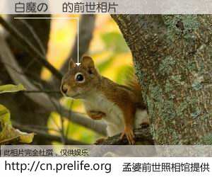 #孟婆前世照相馆# 【白魔の檻 的前世相片】我们都曾从奈何桥上走过，喝下三碗忘川之水烹煮的孟婆汤，忘却了前尘旧事。孟婆前世照相馆，保存着你前世的数码相片。白魔の檻 的前世相片，有图有真相：