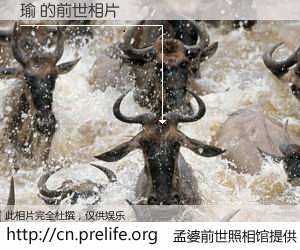 #孟婆前世照相馆# 【瑜 的前世相片】我们都曾从奈何桥上走过，喝下三碗忘川之水烹煮的孟婆汤，忘却了前尘旧事。孟婆前世照相馆，保存着你前世的数码相片。瑜 的前世相片，有图有真相：