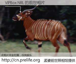 #孟婆前世照相馆# 【VIPBox NRL 的前世相片】我们都曾从奈何桥上走过，喝下三碗忘川之水烹煮的孟婆汤，忘却了前尘旧事。孟婆前世照相馆，保存着你前世的数码相片。VIPBox NRL 的前世相片，有图有真相：