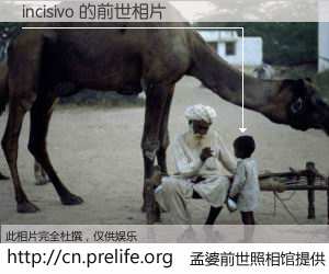 #孟婆前世照相馆# 【incisivo 的前世相片】我们都曾从奈何桥上走过，喝下三碗忘川之水烹煮的孟婆汤，忘却了前尘旧事。孟婆前世照相馆，保存着你前世的数码相片。incisivo 的前世相片，有图有真相：