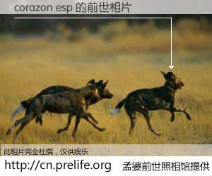 #孟婆前世照相馆# 【corazon esp 的前世相片】我们都曾从奈何桥上走过，喝下三碗忘川之水烹煮的孟婆汤，忘却了前尘旧事。孟婆前世照相馆，保存着你前世的数码相片。corazon esp 的前世相片，有图有真相：