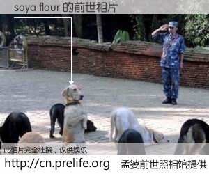 #孟婆前世照相馆# 【soya flour 的前世相片】我们都曾从奈何桥上走过，喝下三碗忘川之水烹煮的孟婆汤，忘却了前尘旧事。孟婆前世照相馆，保存着你前世的数码相片。soya flour 的前世相片，有图有真相：