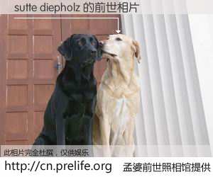 #孟婆前世照相馆# 【sutte diepholz 的前世相片】我们都曾从奈何桥上走过，喝下三碗忘川之水烹煮的孟婆汤，忘却了前尘旧事。孟婆前世照相馆，保存着你前世的数码相片。sutte diepholz 的前世相片，有图有真相：