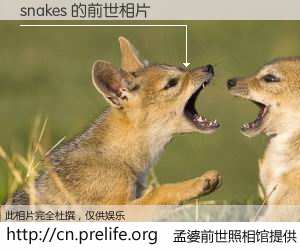 #孟婆前世照相馆# 【snakes 的前世相片】我们都曾从奈何桥上走过，喝下三碗忘川之水烹煮的孟婆汤，忘却了前尘旧事。孟婆前世照相馆，保存着你前世的数码相片。snakes 的前世相片，有图有真相：