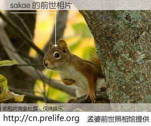 #孟婆前世照相馆# 【sakae 的前世相片】我们都曾从奈何桥上走过，喝下三碗忘川之水烹煮的孟婆汤，忘却了前尘旧事。孟婆前世照相馆，保存着你前世的数码相片。sakae 的前世相片，有图有真相：