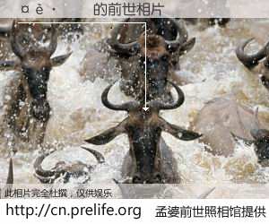 #孟婆前世照相馆# 【��Ԥ� 的前世相片】我们都曾从奈何桥上走过，喝下三碗忘川之水烹煮的孟婆汤，忘却了前尘旧事。孟婆前世照相馆，保存着你前世的数码相片。��Ԥ� 的前世相片，有图有真相：