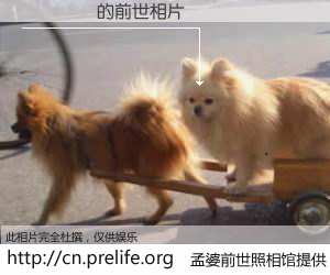 #孟婆前世照相馆# 【���� 的前世相片】我们都曾从奈何桥上走过，喝下三碗忘川之水烹煮的孟婆汤，忘却了前尘旧事。孟婆前世照相馆，保存着你前世的数码相片。���� 的前世相片，有图有真相：