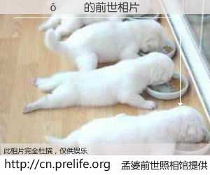 #孟婆前世照相馆# 【������ 的前世相片】我们都曾从奈何桥上走过，喝下三碗忘川之水烹煮的孟婆汤，忘却了前尘旧事。孟婆前世照相馆，保存着你前世的数码相片。������ 的前世相片，有图有真相：
