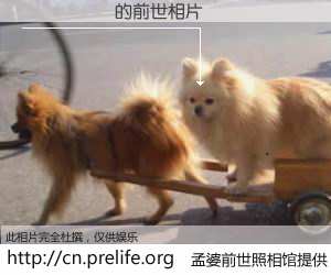 #孟婆前世照相馆# 【��˼�� 的前世相片】我们都曾从奈何桥上走过，喝下三碗忘川之水烹煮的孟婆汤，忘却了前尘旧事。孟婆前世照相馆，保存着你前世的数码相片。��˼�� 的前世相片，有图有真相：