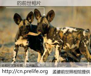 #孟婆前世照相馆# 【ĭȼ 的前世相片】我们都曾从奈何桥上走过，喝下三碗忘川之水烹煮的孟婆汤，忘却了前尘旧事。孟婆前世照相馆，保存着你前世的数码相片。ĭȼ 的前世相片，有图有真相：