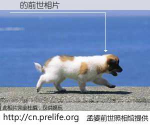 #孟婆前世照相馆# 【Ӣ 的前世相片】我们都曾从奈何桥上走过，喝下三碗忘川之水烹煮的孟婆汤，忘却了前尘旧事。孟婆前世照相馆，保存着你前世的数码相片。Ӣ 的前世相片，有图有真相：