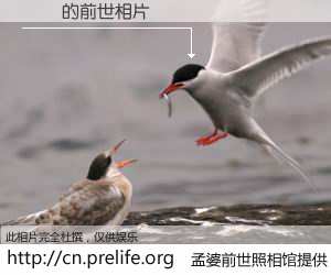 #孟婆前世照相馆# 【ֳʢ 的前世相片】我们都曾从奈何桥上走过，喝下三碗忘川之水烹煮的孟婆汤，忘却了前尘旧事。孟婆前世照相馆，保存着你前世的数码相片。ֳʢ 的前世相片，有图有真相：