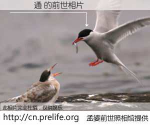 #孟婆前世照相馆# 【緯創資通 的前世相片】我们都曾从奈何桥上走过，喝下三碗忘川之水烹煮的孟婆汤，忘却了前尘旧事。孟婆前世照相馆，保存着你前世的数码相片。緯創資通 的前世相片，有图有真相：