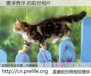 #孟婆前世照相馆# 【唐泽贵洋 的前世相片】我们都曾从奈何桥上走过，喝下三碗忘川之水烹煮的孟婆汤，忘却了前尘旧事。孟婆前世照相馆，保存着你前世的数码相片。唐泽贵洋 的前世相片，有图有真相：