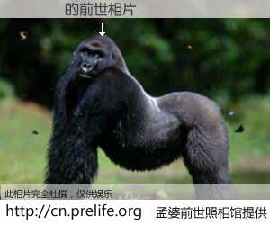 #孟婆前世照相馆# 【張偉樂 的前世相片】我们都曾从奈何桥上走过，喝下三碗忘川之水烹煮的孟婆汤，忘却了前尘旧事。孟婆前世照相馆，保存着你前世的数码相片。張偉樂 的前世相片，有图有真相：