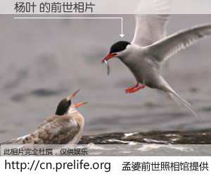 #孟婆前世照相馆# 【杨叶 的前世相片】我们都曾从奈何桥上走过，喝下三碗忘川之水烹煮的孟婆汤，忘却了前尘旧事。孟婆前世照相馆，保存着你前世的数码相片。杨叶 的前世相片，有图有真相：