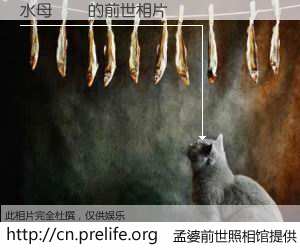 #孟婆前世照相馆# 【水母斷頭 的前世相片】我们都曾从奈何桥上走过，喝下三碗忘川之水烹煮的孟婆汤，忘却了前尘旧事。孟婆前世照相馆，保存着你前世的数码相片。水母斷頭 的前世相片，有图有真相：