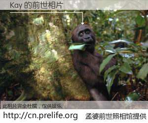 #孟婆前世照相馆# 【Kay 的前世相片】我们都曾从奈何桥上走过，喝下三碗忘川之水烹煮的孟婆汤，忘却了前尘旧事。孟婆前世照相馆，保存着你前世的数码相片。Kay 的前世相片，有图有真相：