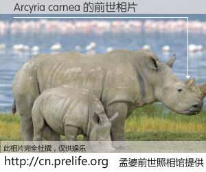#孟婆前世照相馆# 【Arcyria carnea 的前世相片】我们都曾从奈何桥上走过，喝下三碗忘川之水烹煮的孟婆汤，忘却了前尘旧事。孟婆前世照相馆，保存着你前世的数码相片。Arcyria carnea 的前世相片，有图有真相：