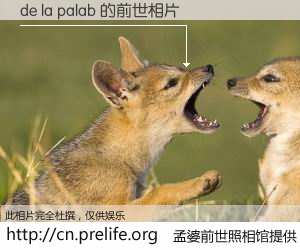 #孟婆前世照相馆# 【de la palab 的前世相片】我们都曾从奈何桥上走过，喝下三碗忘川之水烹煮的孟婆汤，忘却了前尘旧事。孟婆前世照相馆，保存着你前世的数码相片。de la palab 的前世相片，有图有真相：