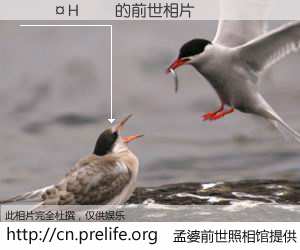 #孟婆前世照相馆# 【���H�� 的前世相片】我们都曾从奈何桥上走过，喝下三碗忘川之水烹煮的孟婆汤，忘却了前尘旧事。孟婆前世照相馆，保存着你前世的数码相片。���H�� 的前世相片，有图有真相：