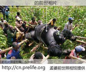 #孟婆前世照相馆# 【������ 的前世相片】我们都曾从奈何桥上走过，喝下三碗忘川之水烹煮的孟婆汤，忘却了前尘旧事。孟婆前世照相馆，保存着你前世的数码相片。������ 的前世相片，有图有真相：