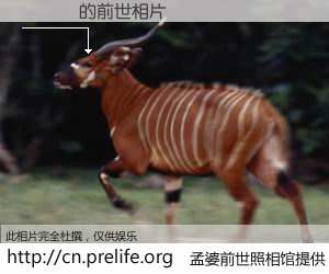 #孟婆前世照相馆# 【Ĭ�� 的前世相片】我们都曾从奈何桥上走过，喝下三碗忘川之水烹煮的孟婆汤，忘却了前尘旧事。孟婆前世照相馆，保存着你前世的数码相片。Ĭ�� 的前世相片，有图有真相：