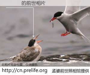 #孟婆前世照相馆# 【ؤاق 的前世相片】我们都曾从奈何桥上走过，喝下三碗忘川之水烹煮的孟婆汤，忘却了前尘旧事。孟婆前世照相馆，保存着你前世的数码相片。ؤاق 的前世相片，有图有真相：