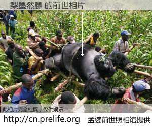 #孟婆前世照相馆# 【梨墨然膘 的前世相片】我们都曾从奈何桥上走过，喝下三碗忘川之水烹煮的孟婆汤，忘却了前尘旧事。孟婆前世照相馆，保存着你前世的数码相片。梨墨然膘 的前世相片，有图有真相：