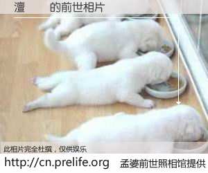 #孟婆前世照相馆# 【澶忛潚 的前世相片】我们都曾从奈何桥上走过，喝下三碗忘川之水烹煮的孟婆汤，忘却了前尘旧事。孟婆前世照相馆，保存着你前世的数码相片。澶忛潚 的前世相片，有图有真相：