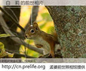 #孟婆前世照相馆# 【白麗莉 的前世相片】我们都曾从奈何桥上走过，喝下三碗忘川之水烹煮的孟婆汤，忘却了前尘旧事。孟婆前世照相馆，保存着你前世的数码相片。白麗莉 的前世相片，有图有真相：